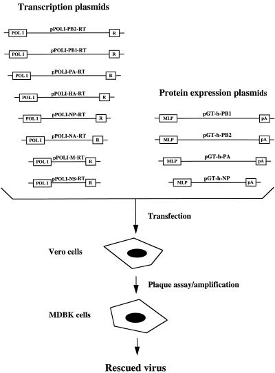 FIG. 1