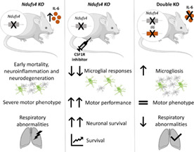 graphic file with name GLIA-70-2032-g004.jpg