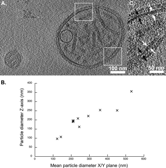 FIG. 1.