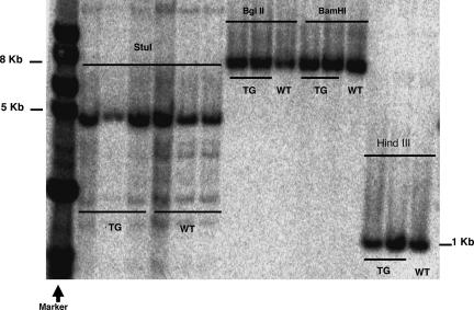 Fig. 8.