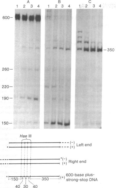 graphic file with name pnas00009-0207-a.jpg