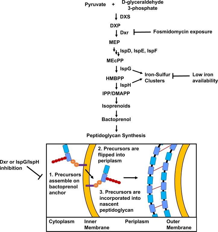 Fig 1