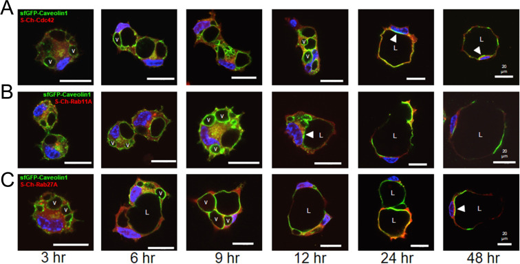 Fig 9