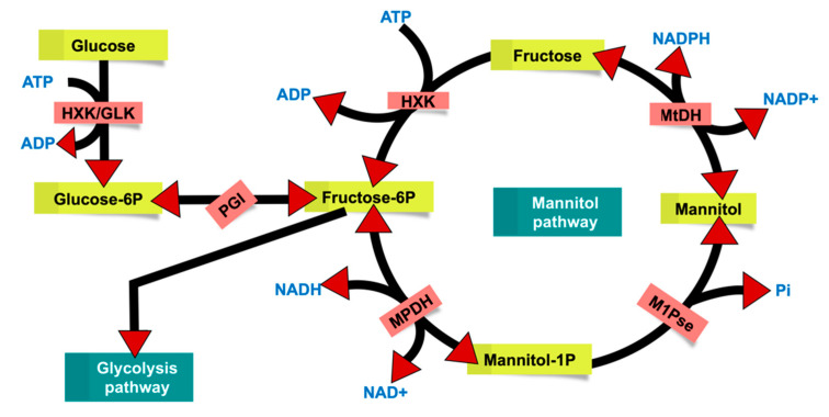 Figure 7