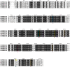 Figure 4—figure supplement 3.