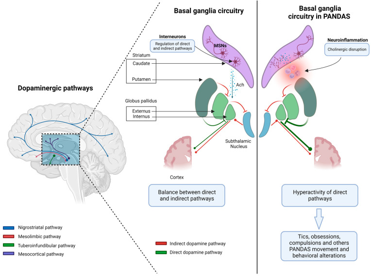 Pediatric Autoimmune Neuropsychiatric Disorders Associated with ...