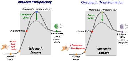 Similarities between induced pluripotency and malignant transformation