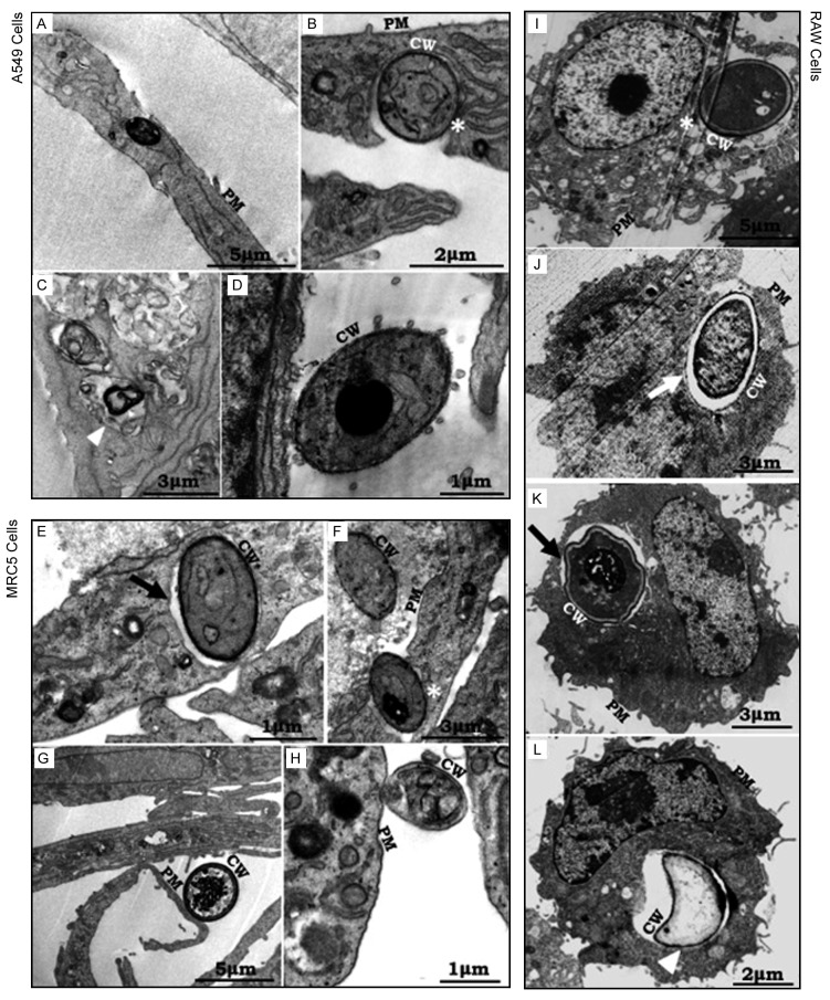 Fig. 6: