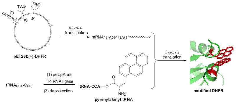 Scheme 1