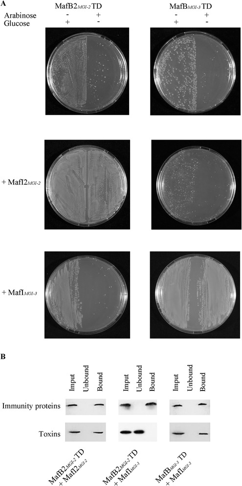 Fig. 5