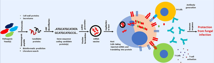 Figure 4