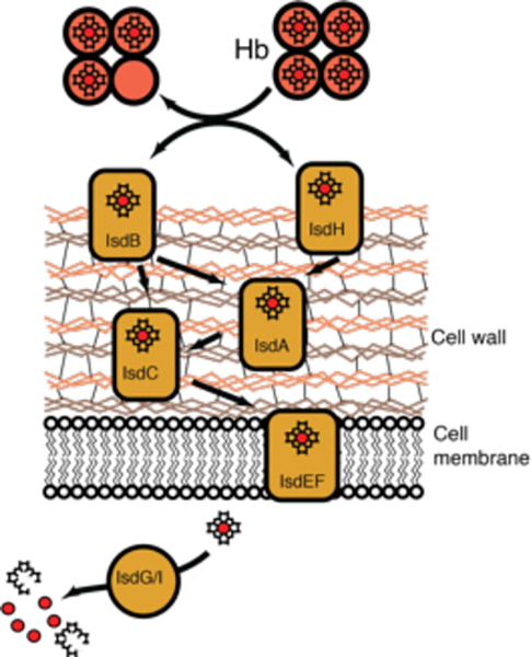 Figure 11