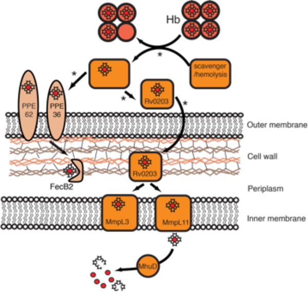 Figure 13