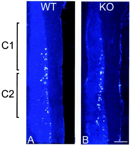 FIG. 5.