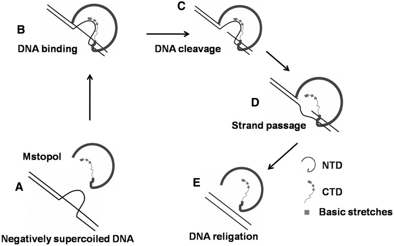 Figure 7.