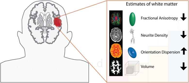 Graphical Abstract