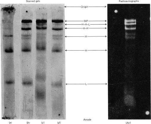 PLATE 3