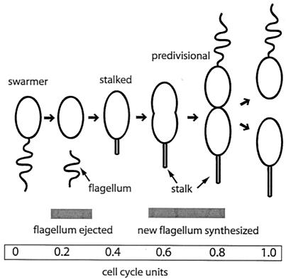 FIG. 1.