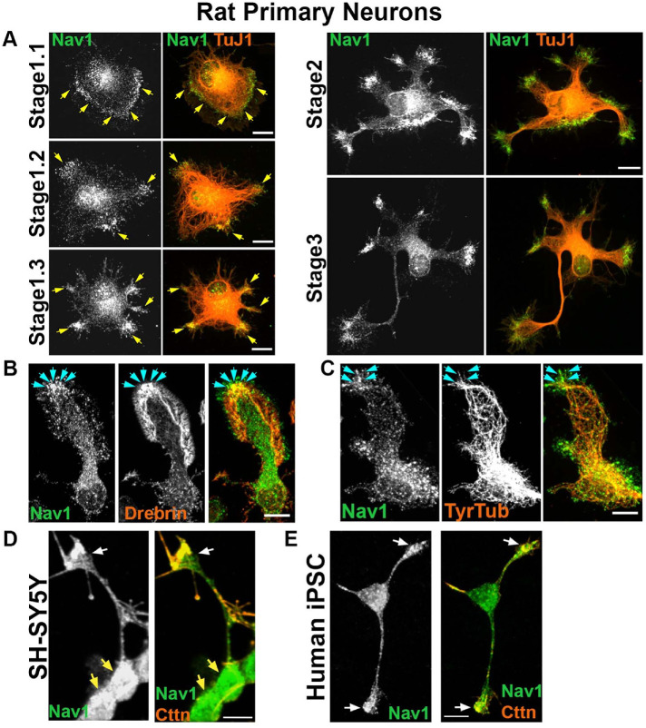 FIGURE 2: