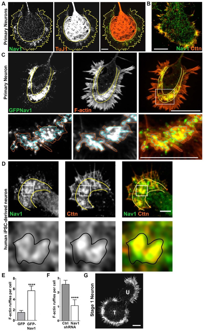 FIGURE 6: