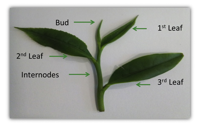 Fig. 2