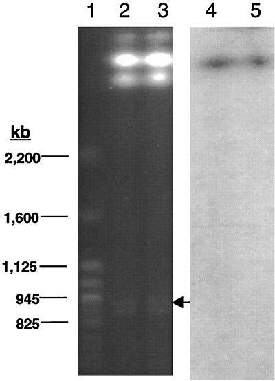 FIG. 6