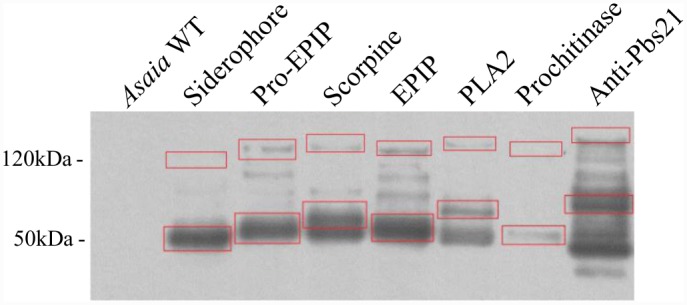 Fig 5