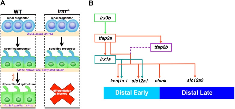 Fig. 7.