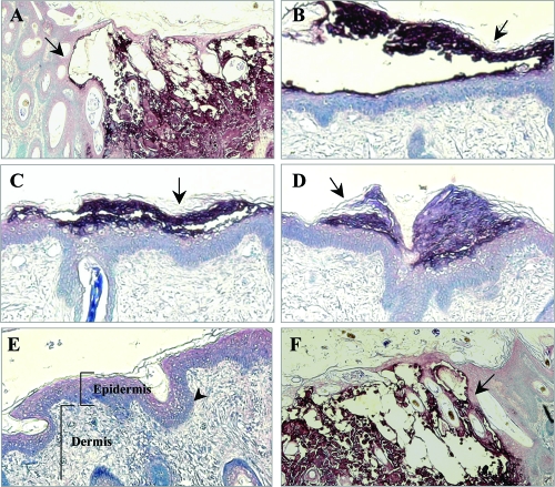 FIG. 7.