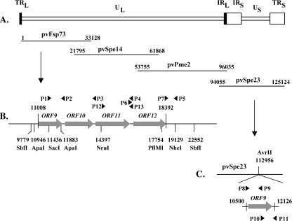 FIG. 1.