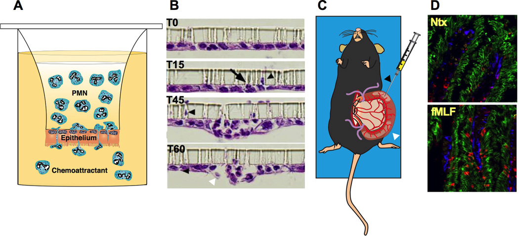 Fig 3