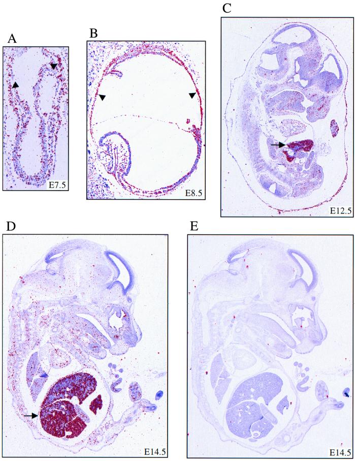 FIG. 1