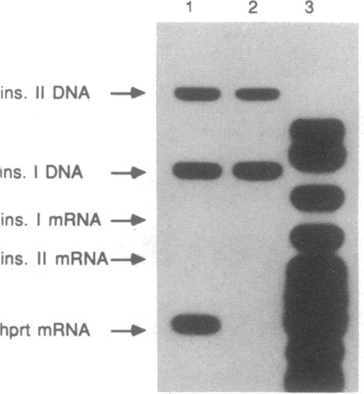 graphic file with name pnas01100-0176-a.jpg