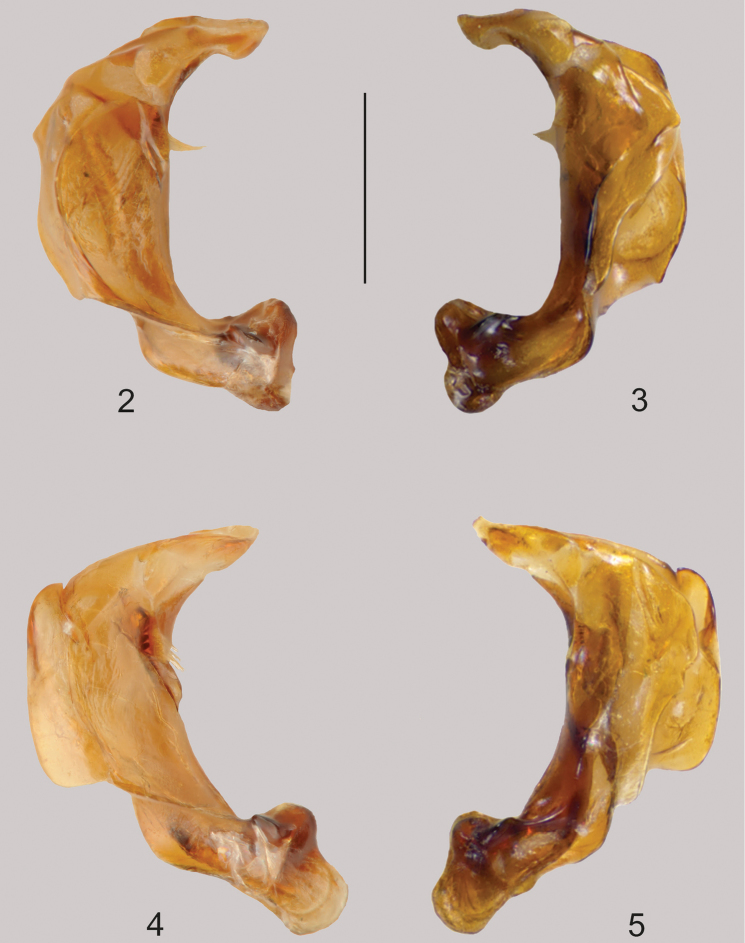 Figures 2–5.