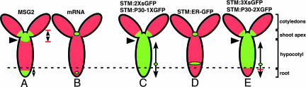 Fig. 5.