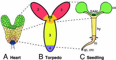 Fig. 6.