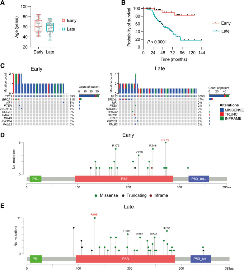 Figure 2. Clinical features and mutational landscape of early-stage and late-stage cohorts. A, Diagnosis age [median 61.3 years (early stage), 62.3 years (late stage); P = NS]. B, Overall survival. Median 60.3 months for late stage, and not reached for early stage. Log-rank. HR, 0.13 (95% CI, 0.07–0.26), P < 0.0001 (Log-rank). C, Short variants (SNV and indels) for each patient in early-stage and late-stage cohorts. The top plot shows the number of mutations in each tumor sample. D, Gene mutation mapper plot of TP53 in early-stage cohort and (E) late-stage cohort. Key hotspot residues are marked. The commonest residue mutations in each cohort are marked in red.