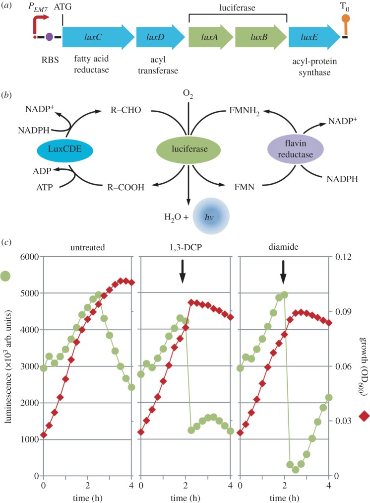 Figure 5.