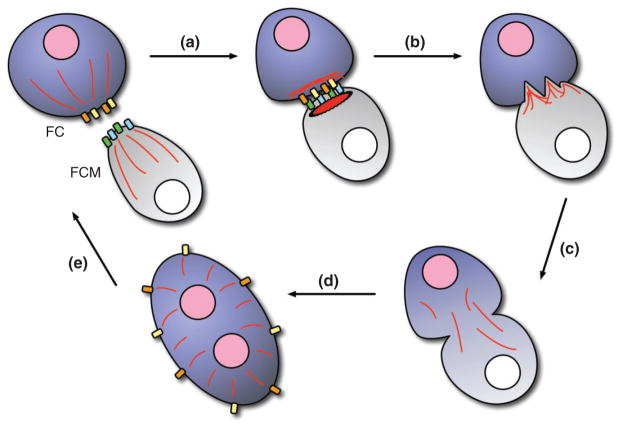 FIGURE 2