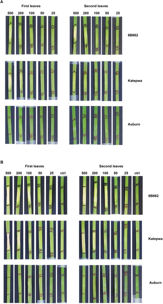 FIGURE 2