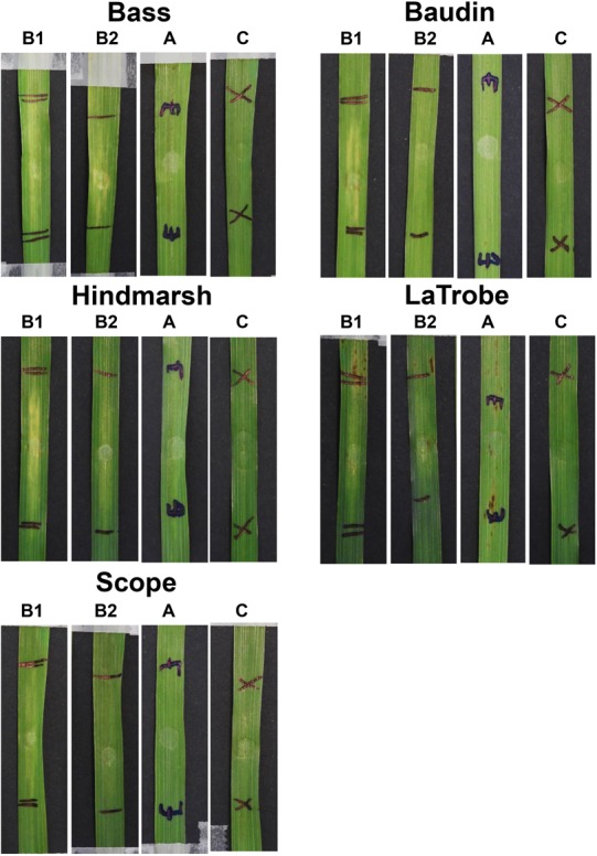 FIGURE 6