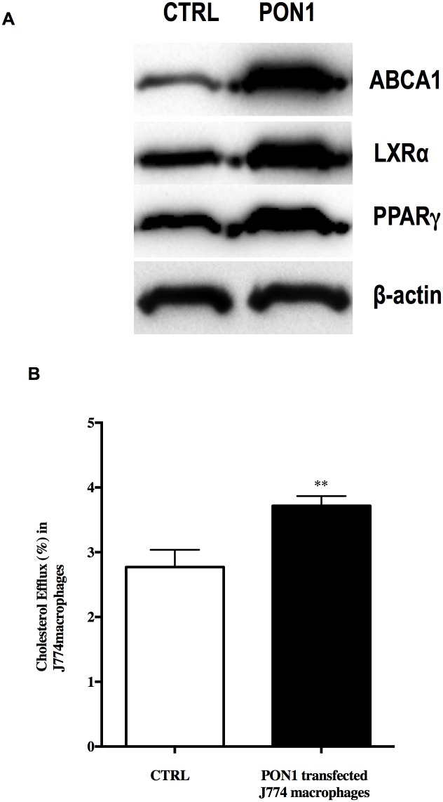 Fig 5