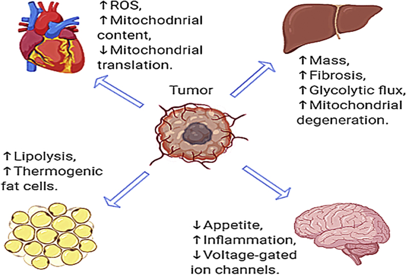 Fig. 1