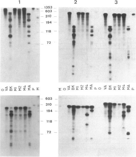 graphic file with name pnas00262-0262-a.jpg