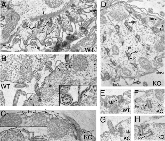 FIG. 5.