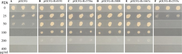 FIG 2