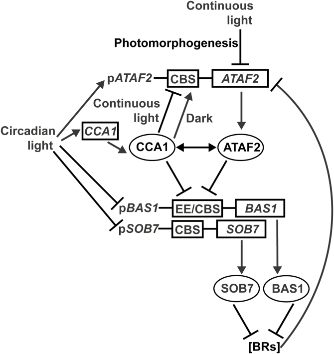 Fig. 9.