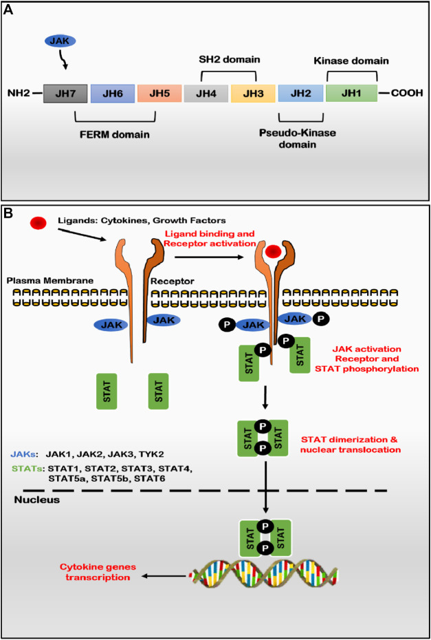 FIGURE 1