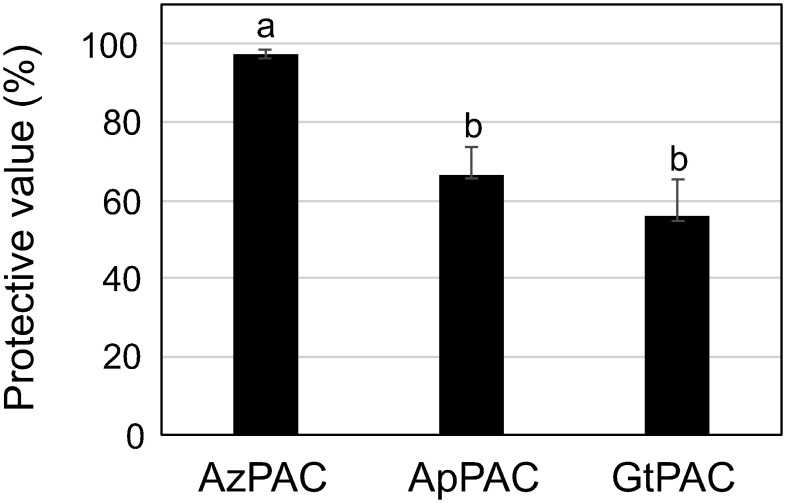 Figure 1. Effects of foliar application of proanthocyanidins on GFP-tagged tomato mosaic virus (ToMV) virions. Nicotiana benthamiana plants were treated with water and 1,000 ppm of proanthocyanidins from Alpinia zerumbet (AzPAC), apple (ApPAC), and green tea (GtPAC) and then inoculated with GFP-tagged ToMV 3 days after treatment. The number of GFP spots formed on the inoculated leaves was counted at 3 days post-inoculation, and the protected value of each application was calculated. Bars indicate the standard error (SE). The experiment was independently performed twice (n>3 per experiment). The differences between the control and treated plants were statistically significant (p<0.01). Different letters represent a statistically significant difference (p<0.05).