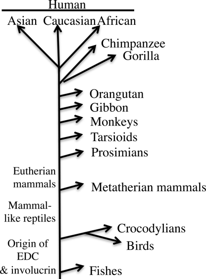 Fig. 9.